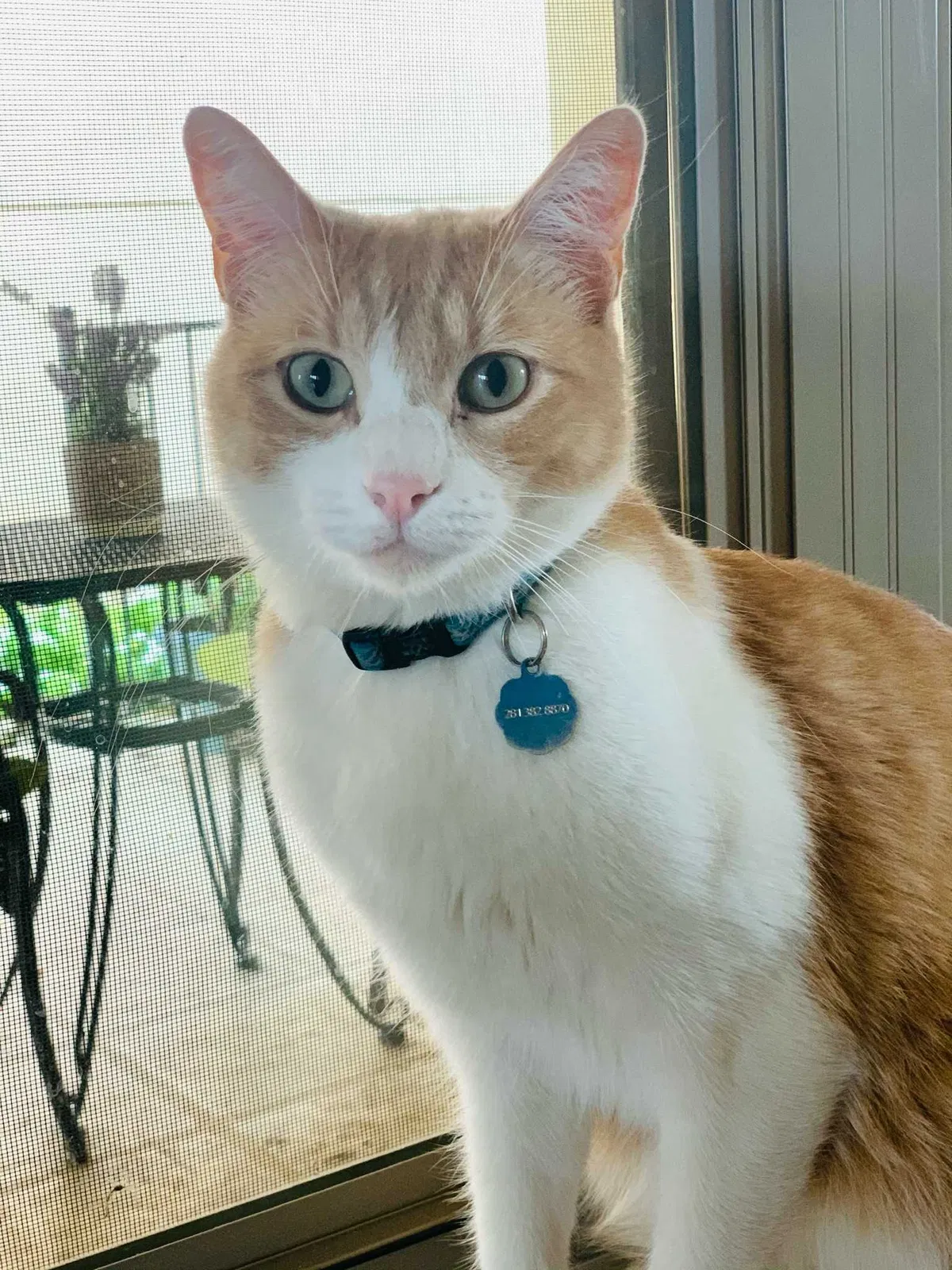 Lost cat in San Antonio, TX, 78258