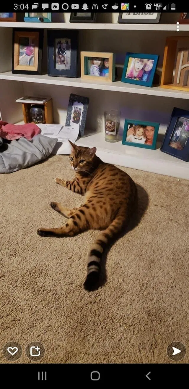 Lost cat in Sheffield Lake, OH, 44054