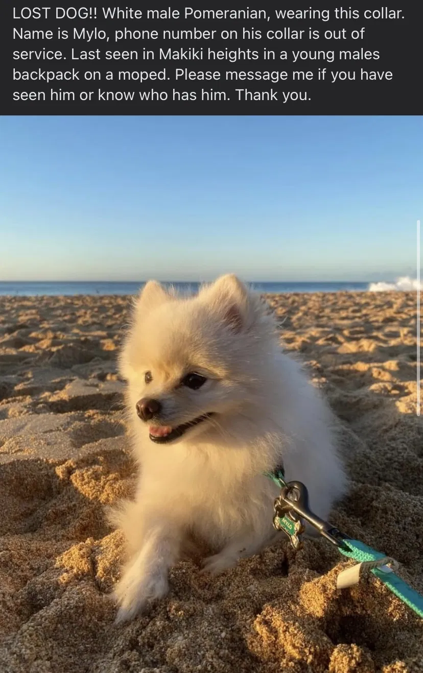 Lost dog in Honolulu, HI, 96822