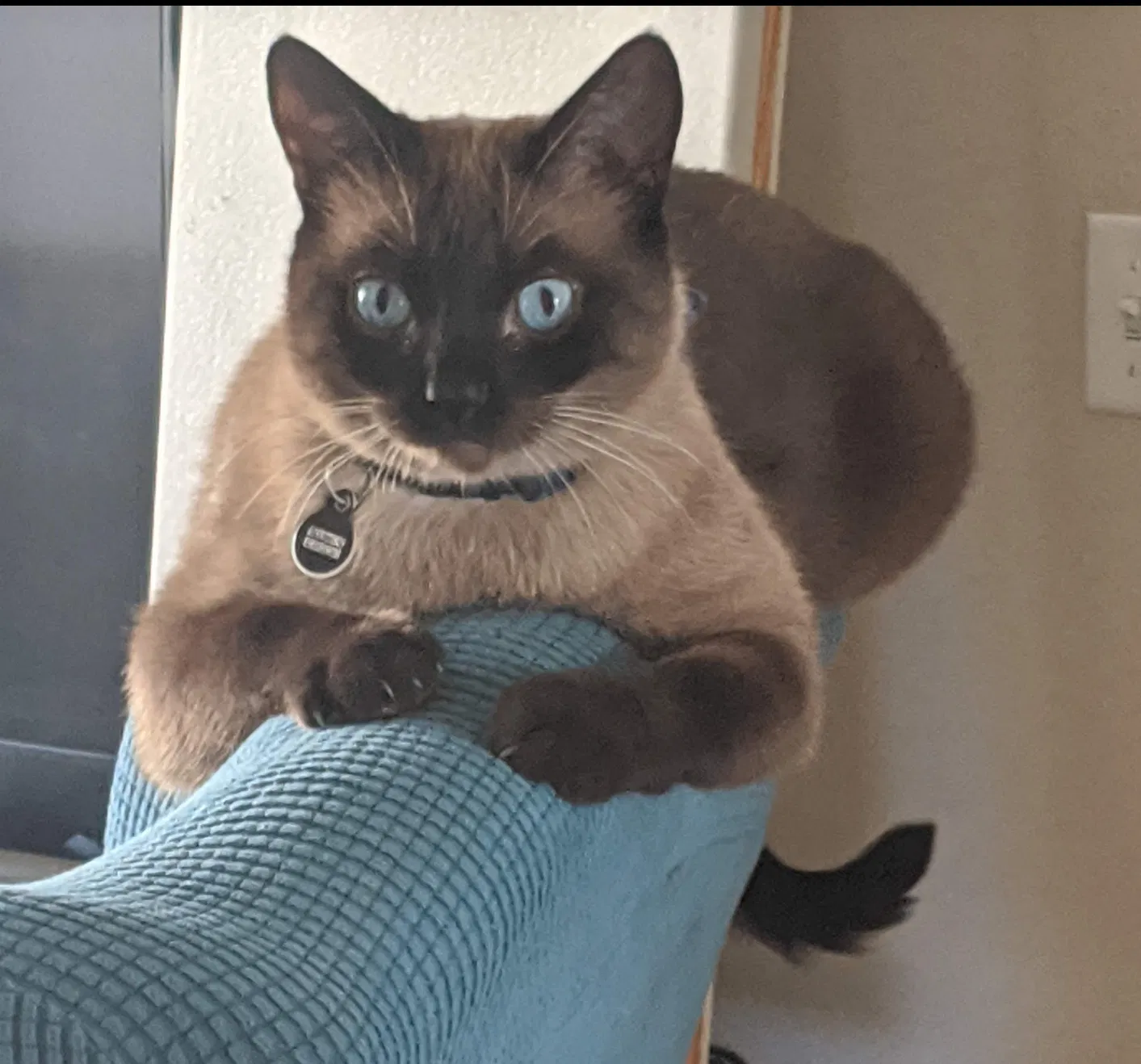 Lost cat in Rocklin, CA, 95765