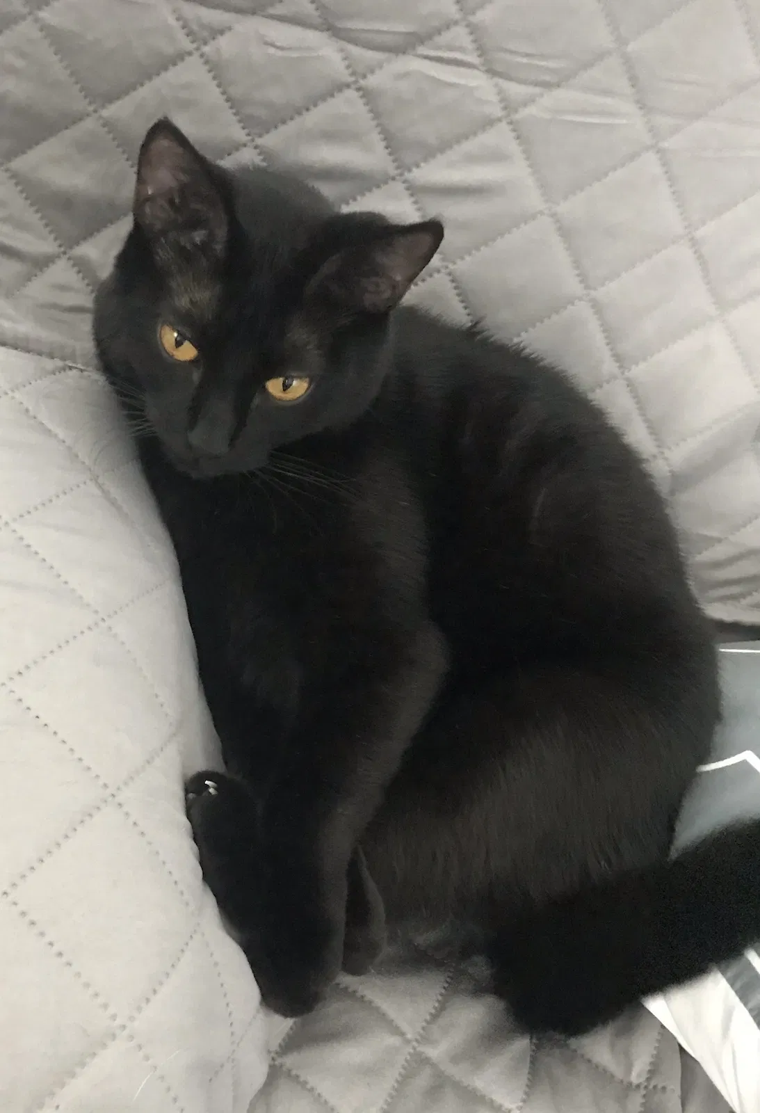 Lost cat in Lake Elsinore, CA, 92530