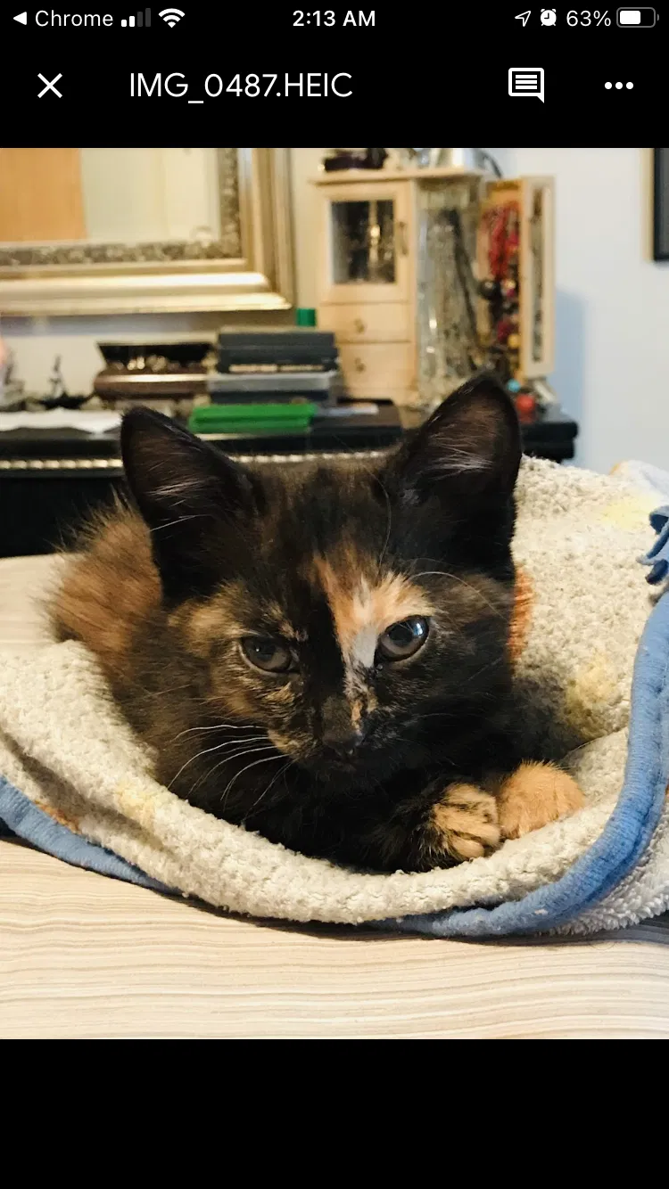 Lost cat in Portage, IN, 46368