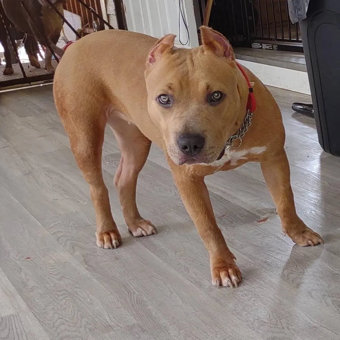 Lost dog in Waianae, HI, 96792
