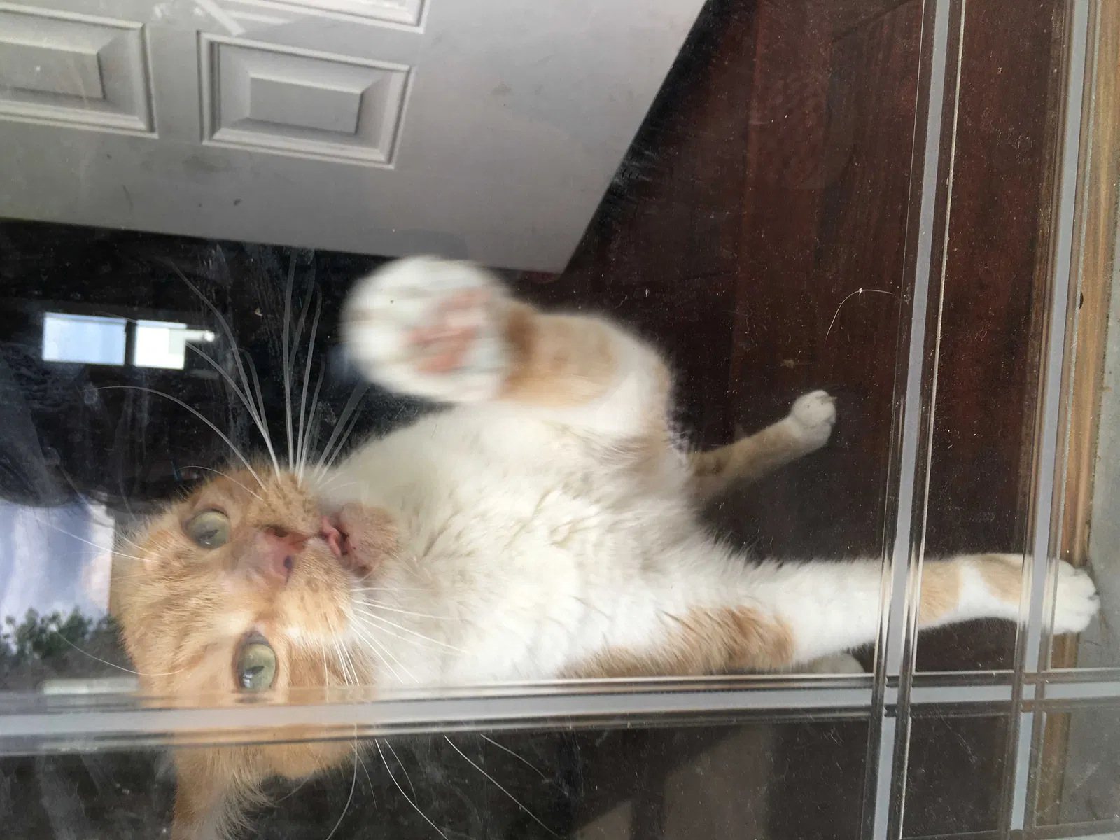 Lost cat in Chesapeake, VA, 23323