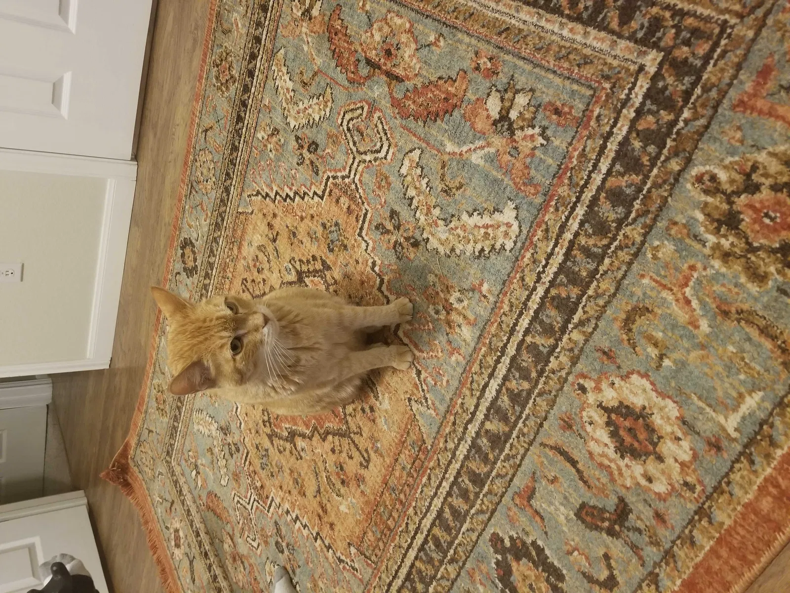 Lost cat in Pflugerville, TX, 78660