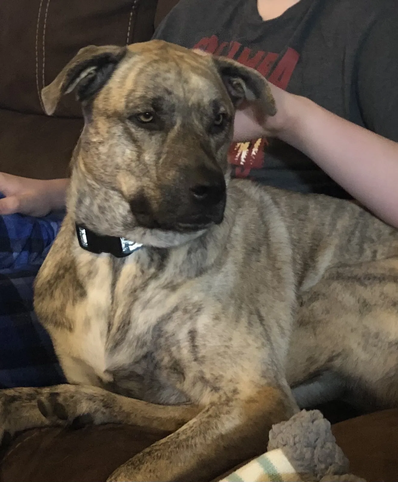Lost dog in Royse City, TX, 75189