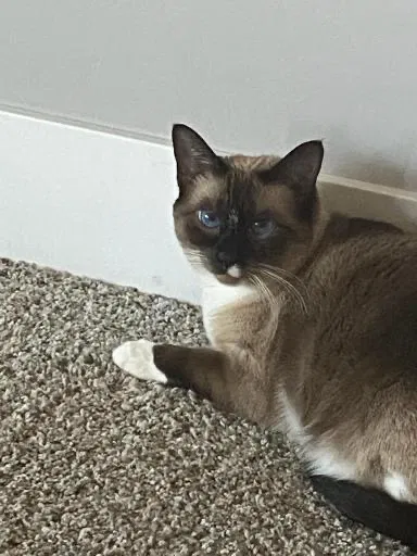 Lost cat in Temecula, CA, 92592