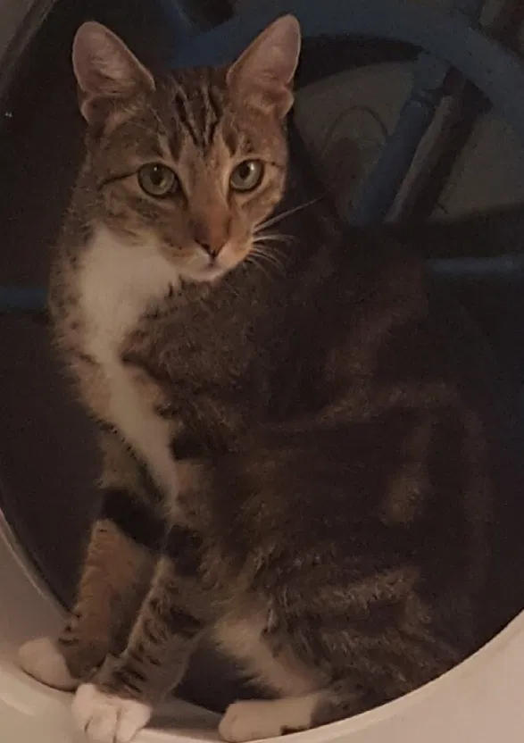 Lost cat in Greenwood, NE, 68366