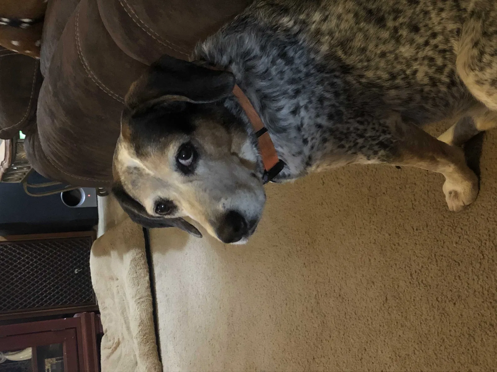 Lost dog in Royse City, TX, 75189