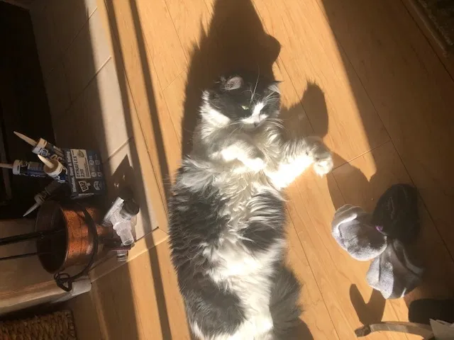 Lost cat in Rio Rancho, NM, 87124