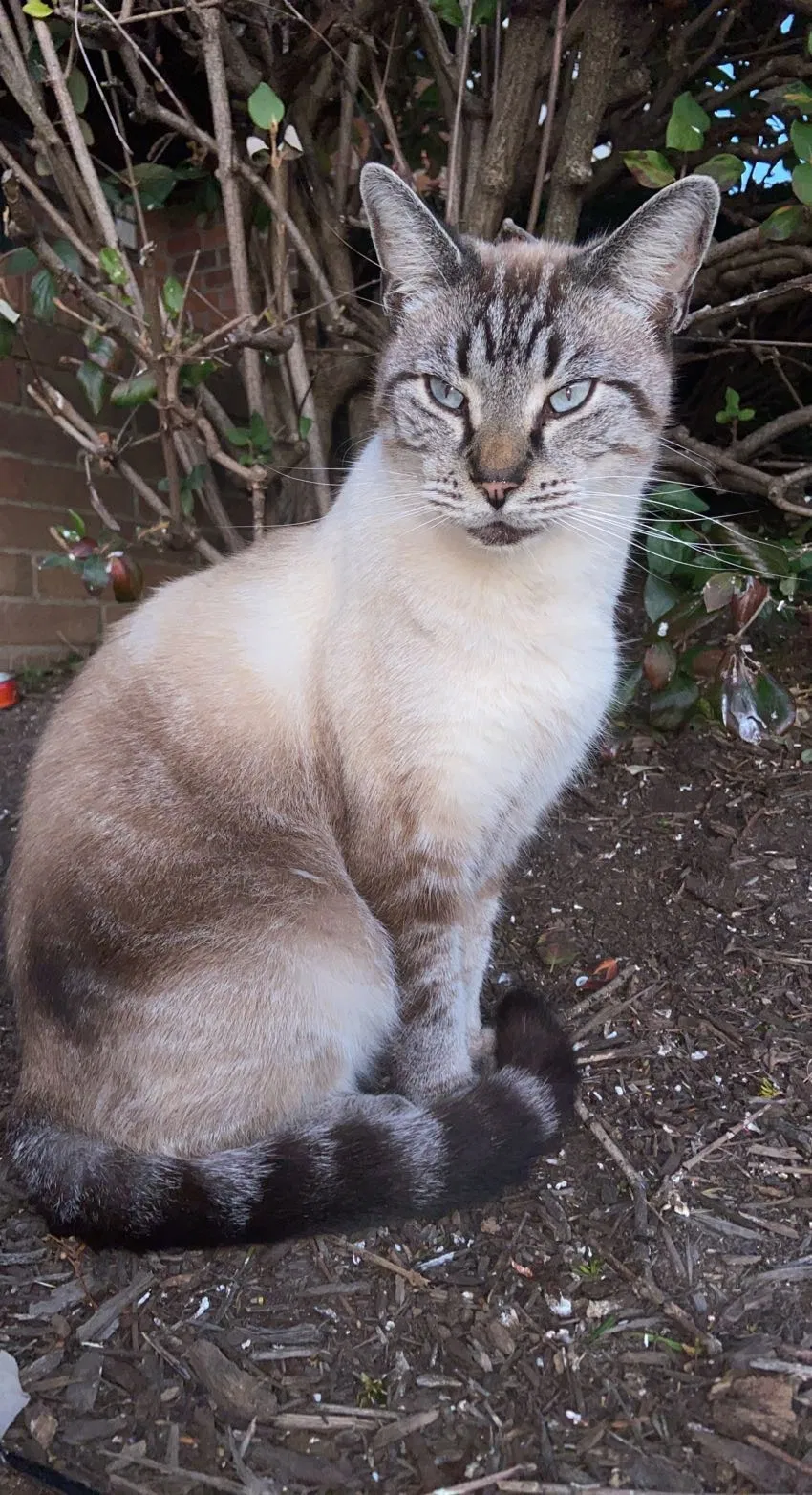 Lost cat in Georgetown, KY, 40324