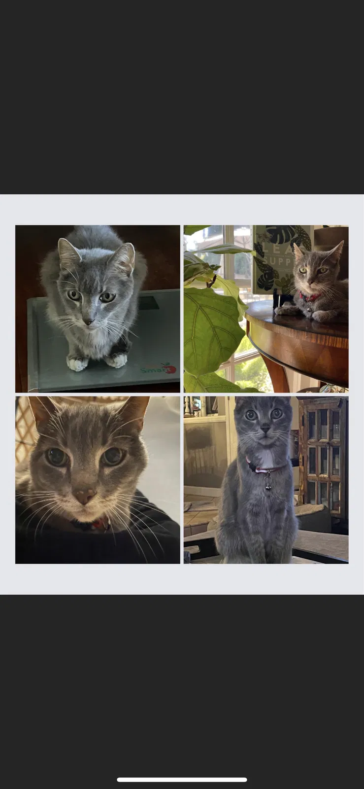 Lost cat in Bakersfield, CA, 93309
