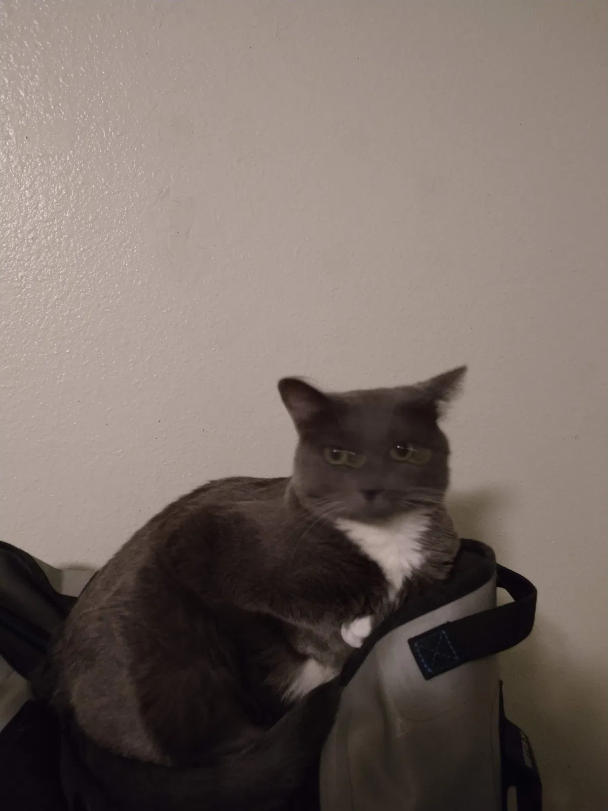 Lost cat in West Jordan, UT, 84084