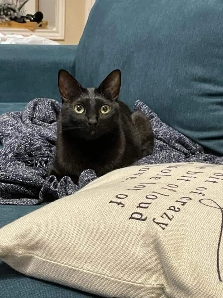 Lost cat in Cibolo, TX, 78108
