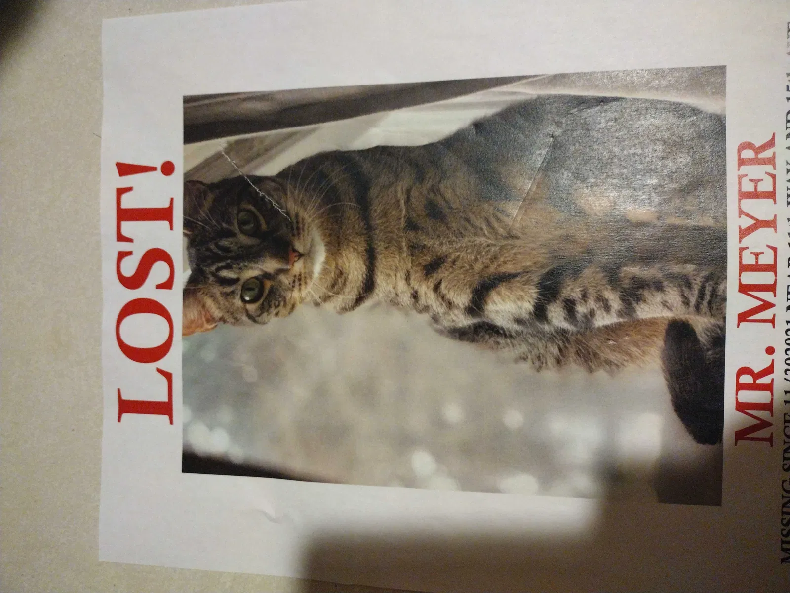 Lost cat in Vancouver, WA, 98683