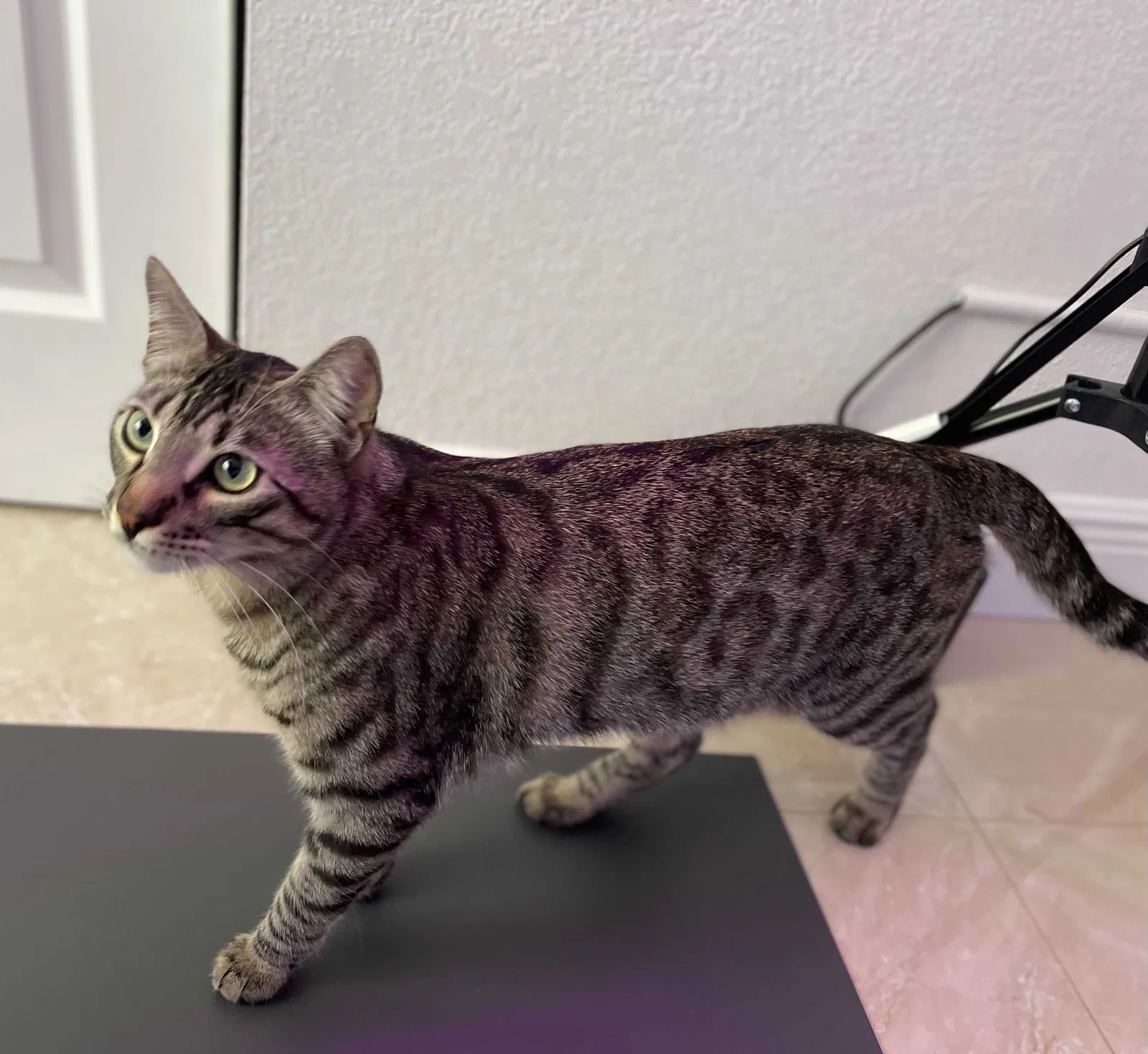 Lost cat in Miami, FL, 33175