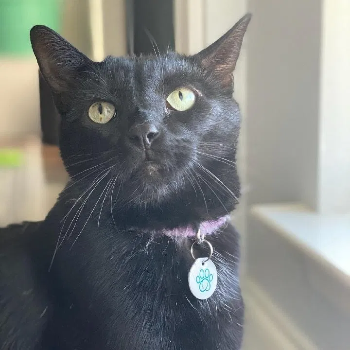 Lost cat in Knoxville, TN, 37924