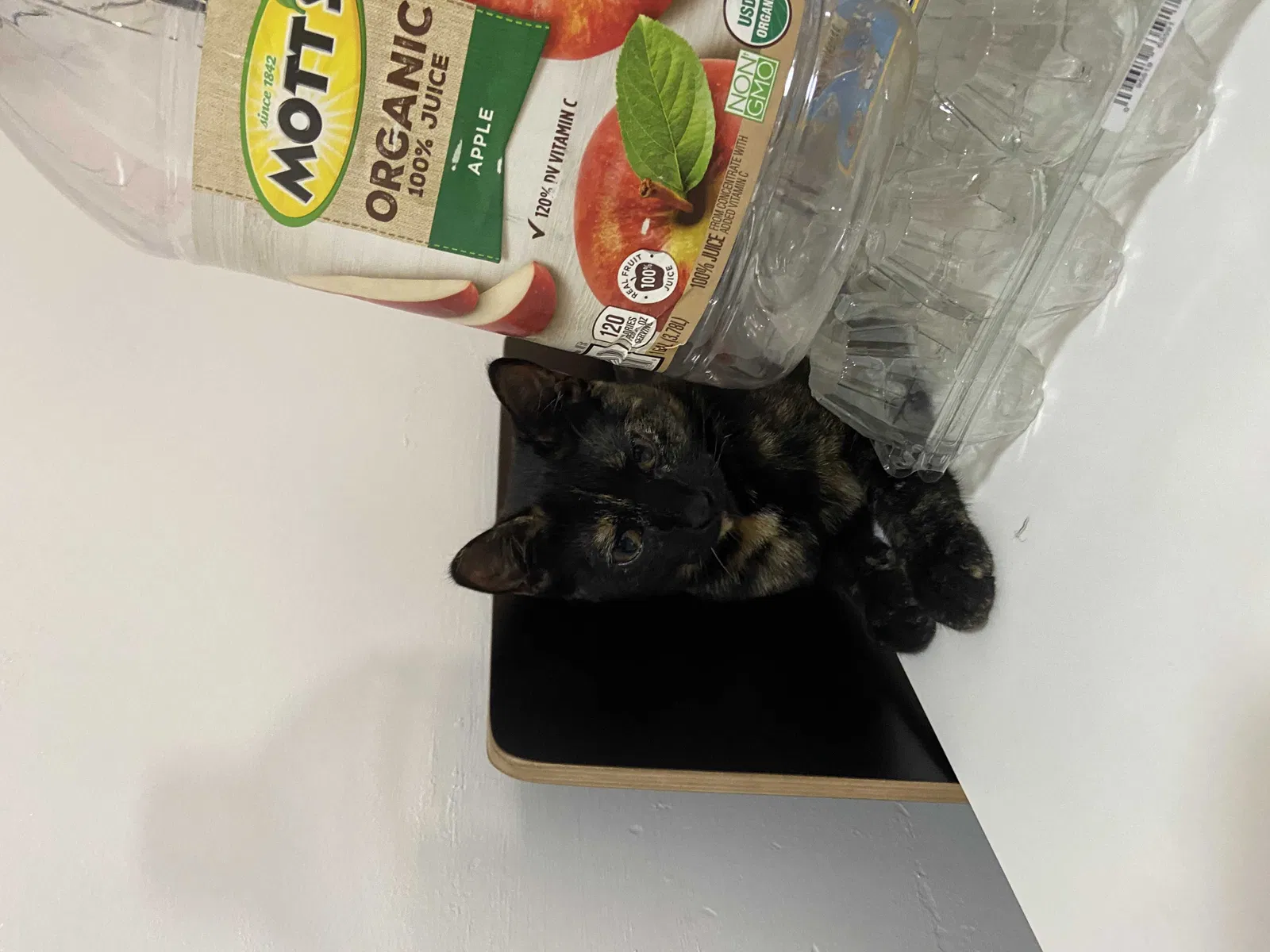 Lost cat in Brooklyn, NY, 11204