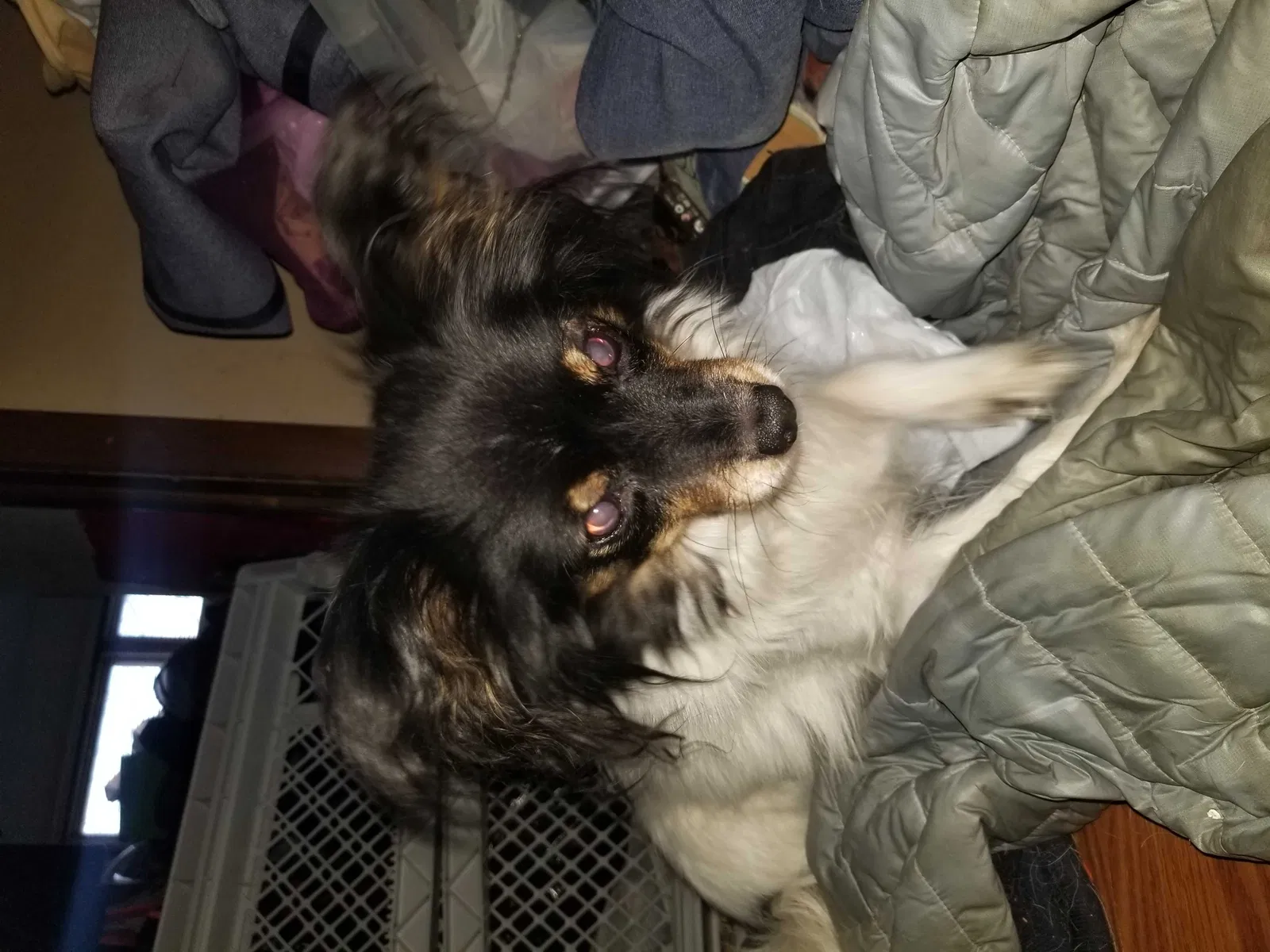 Lost dog in Woodridge, IL, 60517