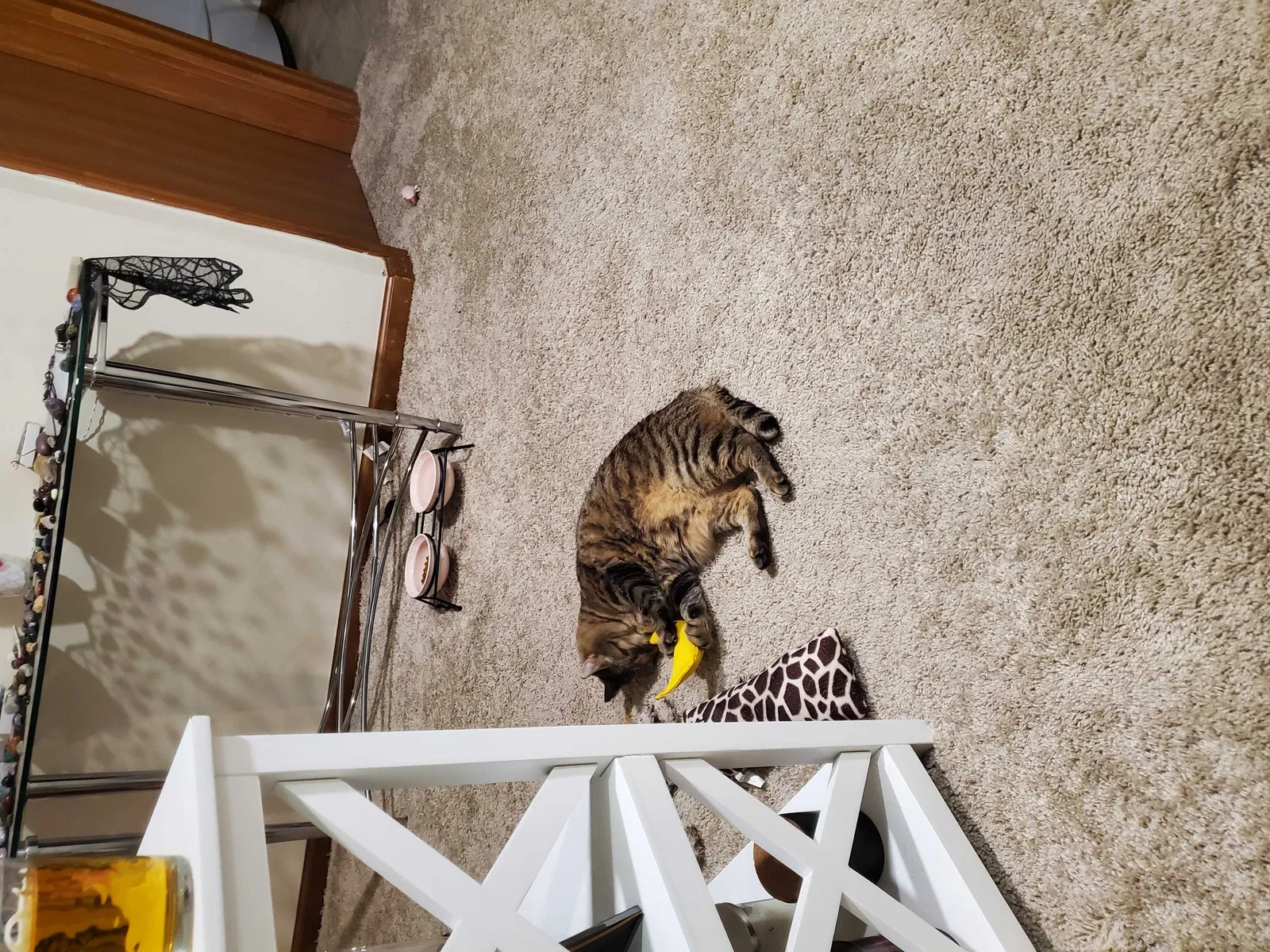 Lost cat in Utica, MI, 48316