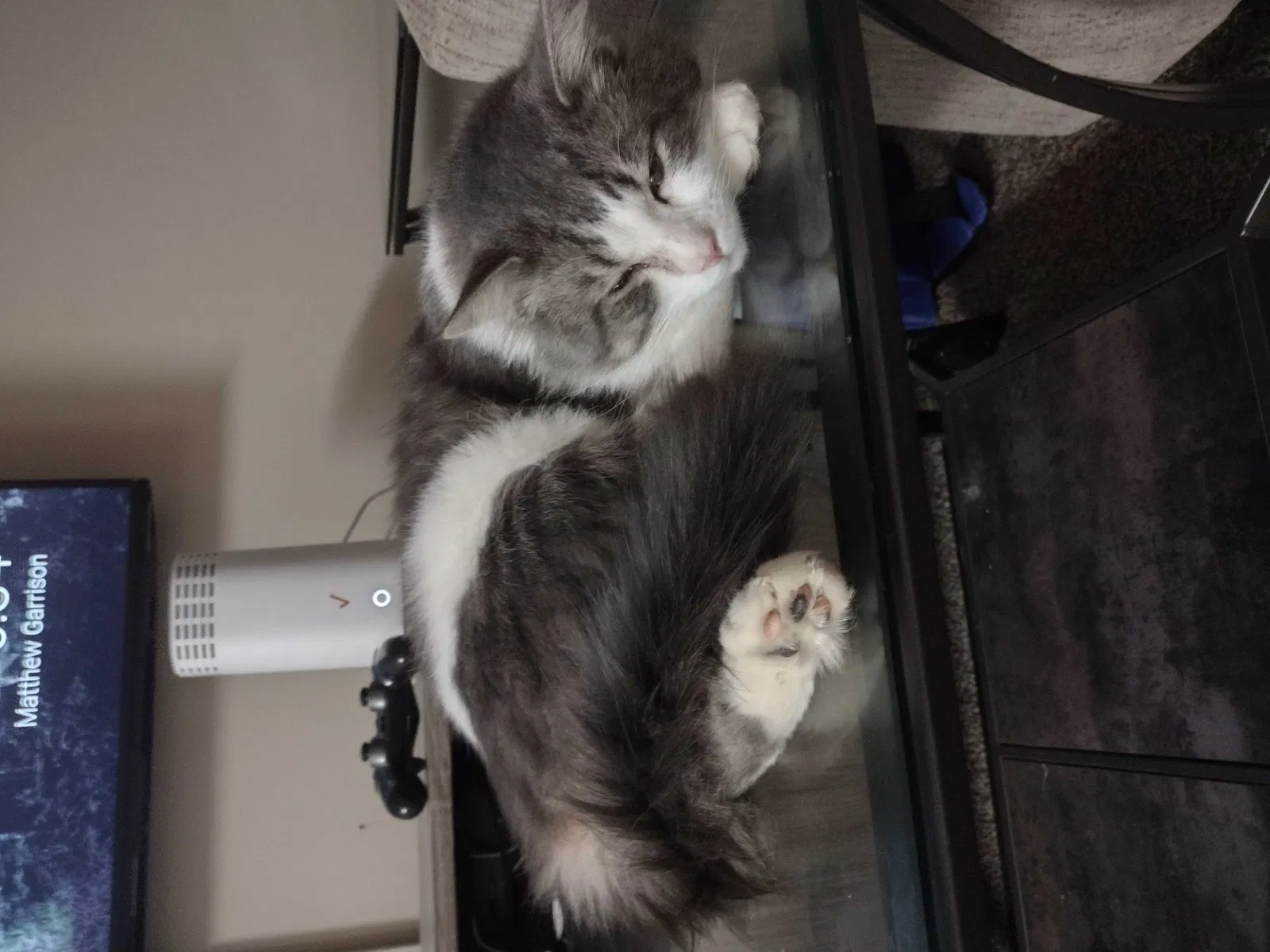 Lost cat in Henrico, VA, 23294