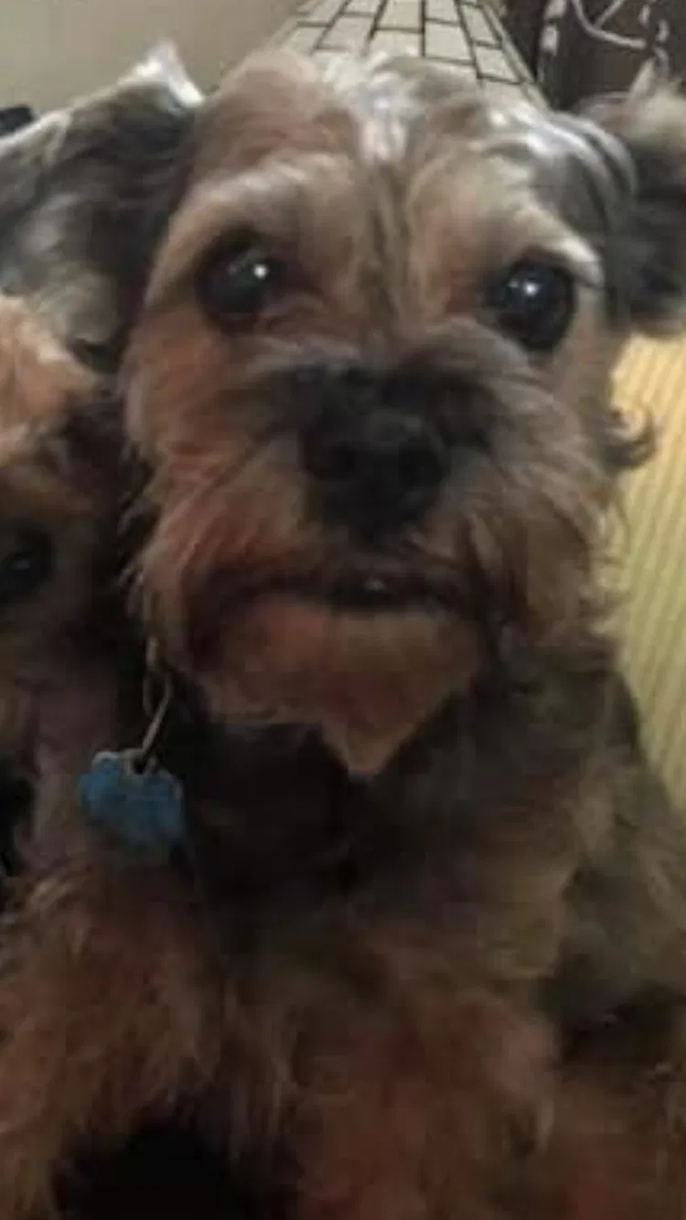 Lost dog in Conway, AR, 72034