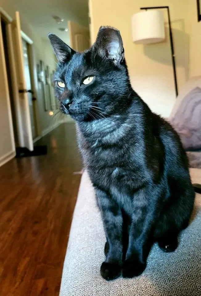 Lost cat in Clarksville, TN, 37042