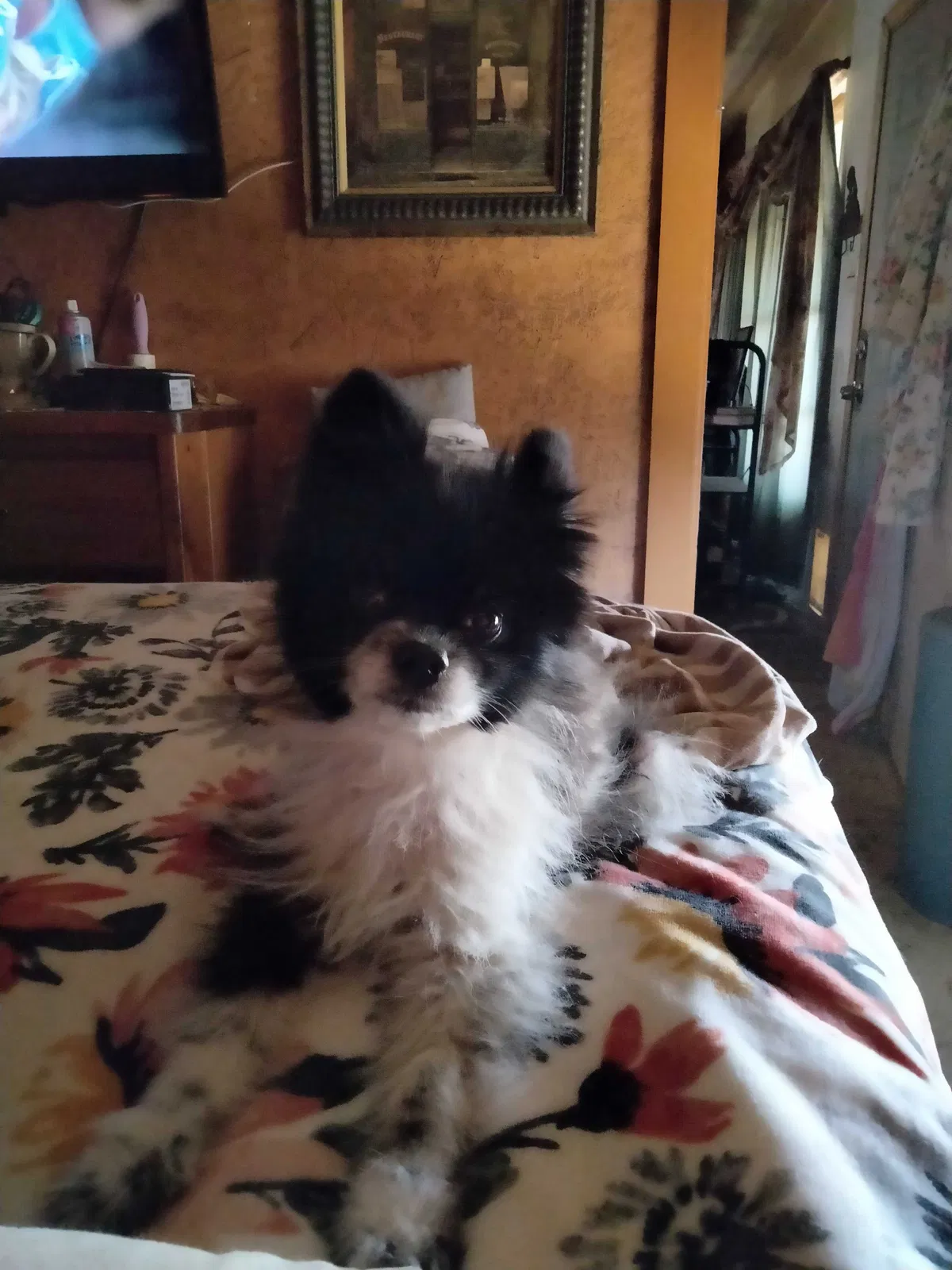 Lost dog in Amarillo, TX, 79110