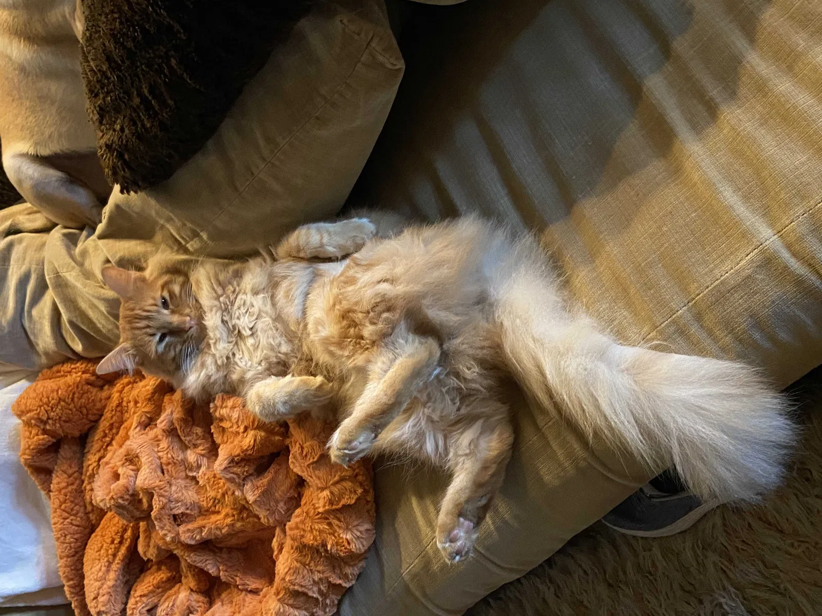 Lost cat in Unknown, TX, 75072