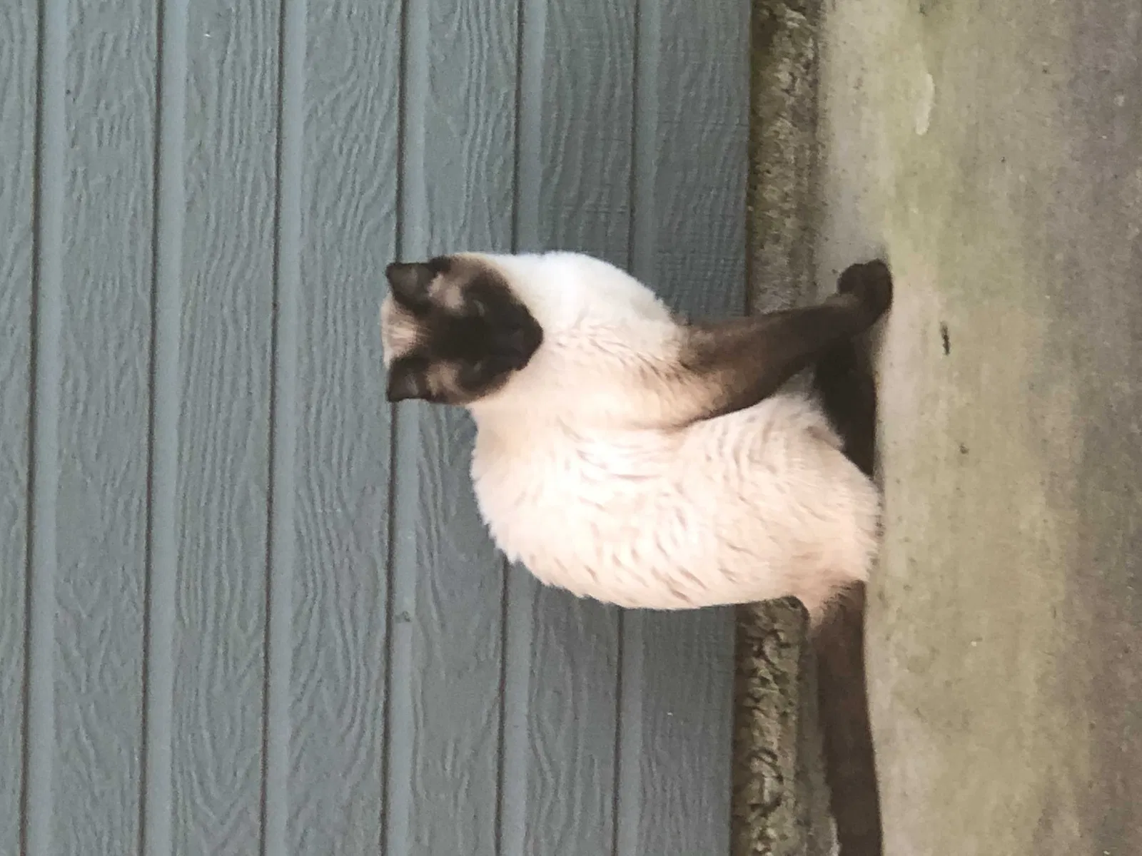 Lost cat in Zachary, LA, 70791