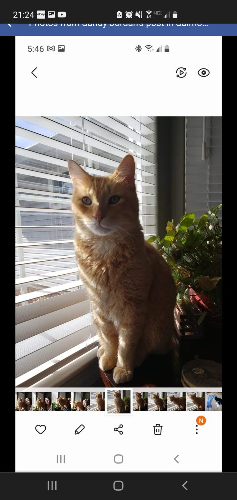 Lost cat in Meridian, ID, 83642