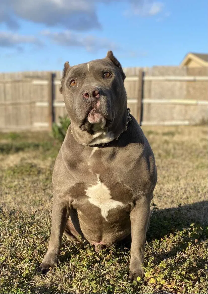 Lost dog in Dallas, TX, 75224