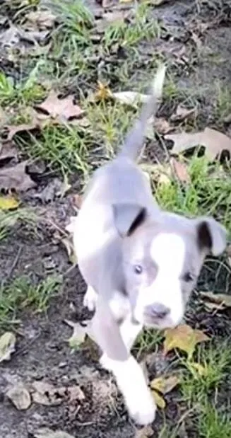 Lost dog in Niles, MI, 49120