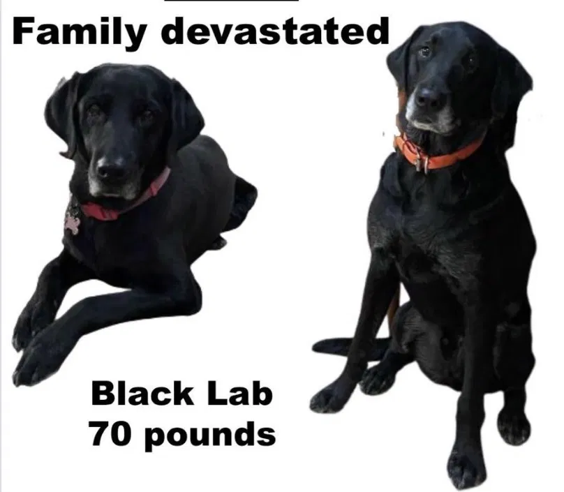 Lost dog in Paradise Valley, AZ, 85253