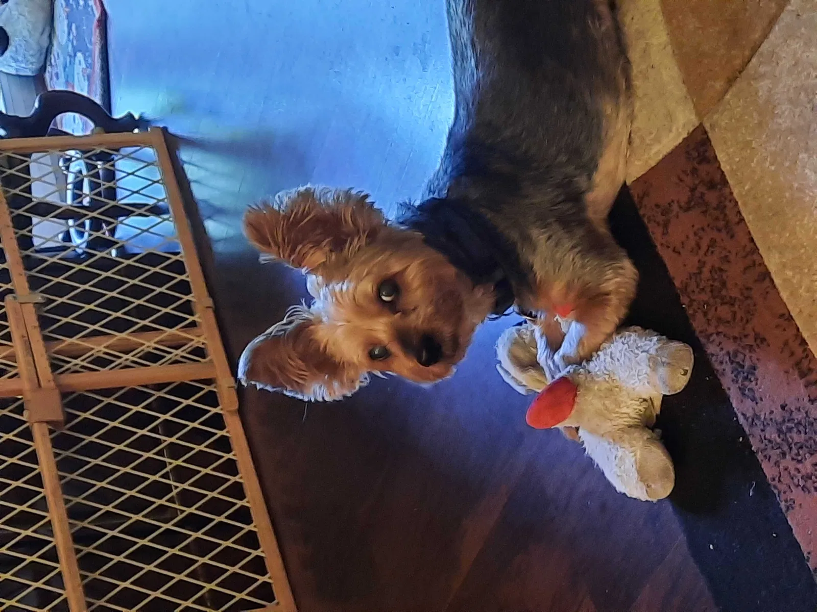 Lost dog in Florissant, MO, 63033