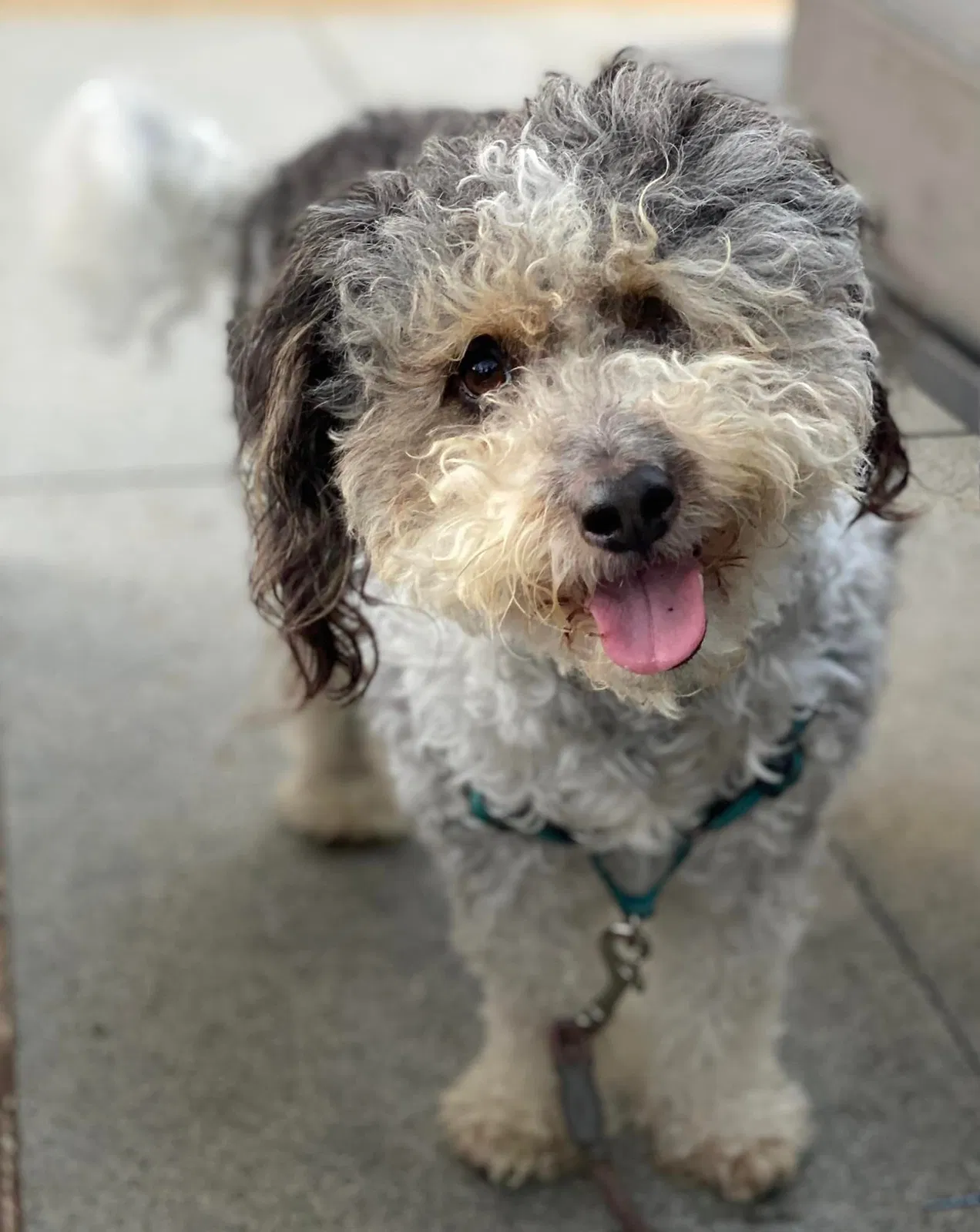 Lost dog in San Diego, CA, 92107