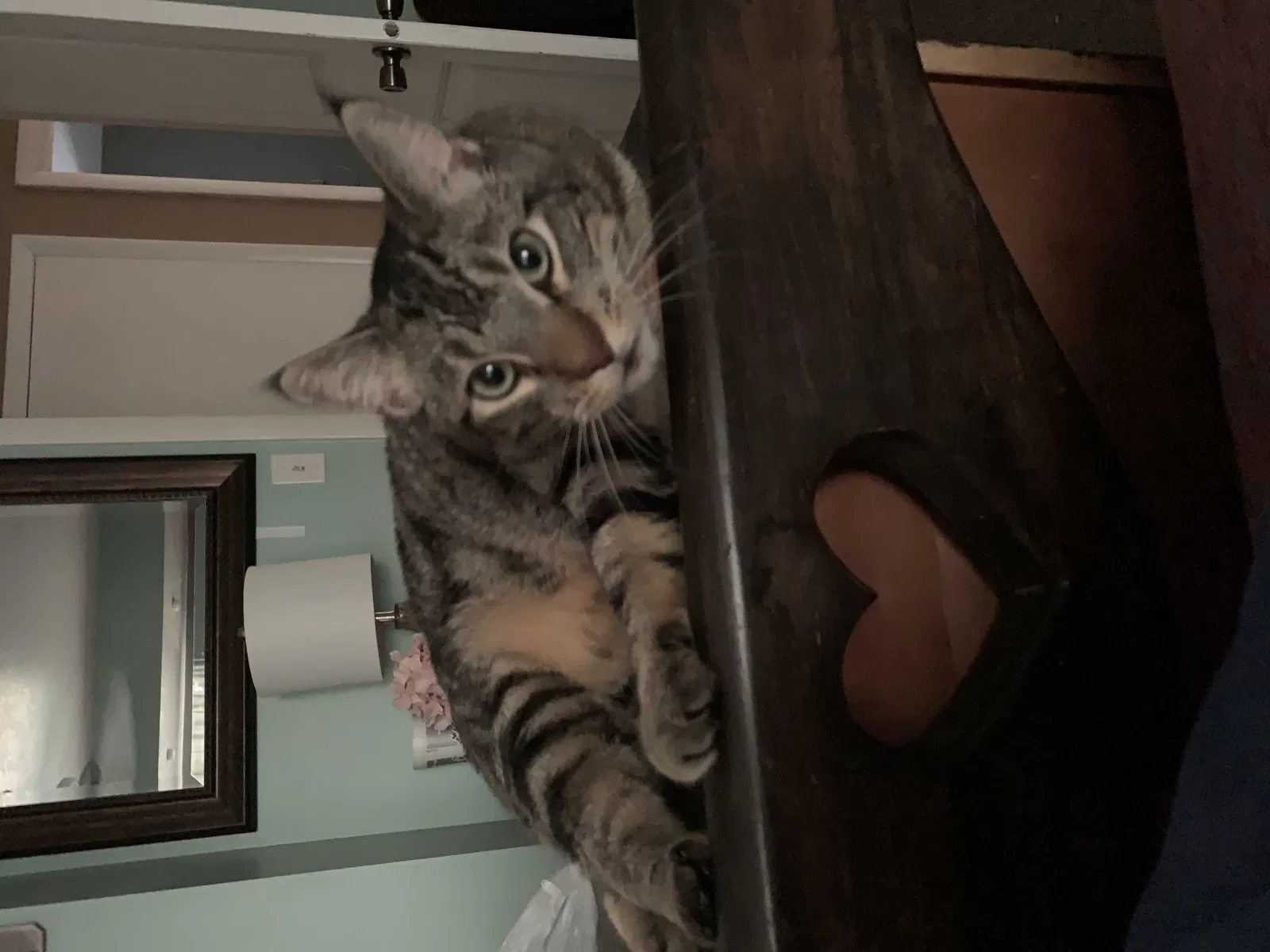 Lost cat in Layton, UT, 84041