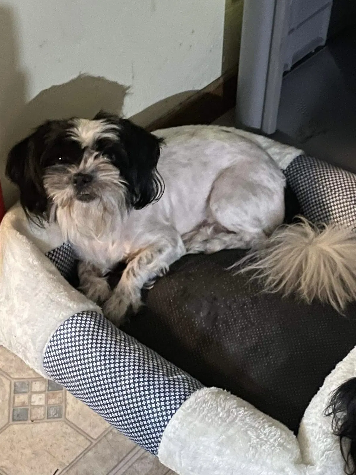 Lost dog in San Pablo, CA, 94806