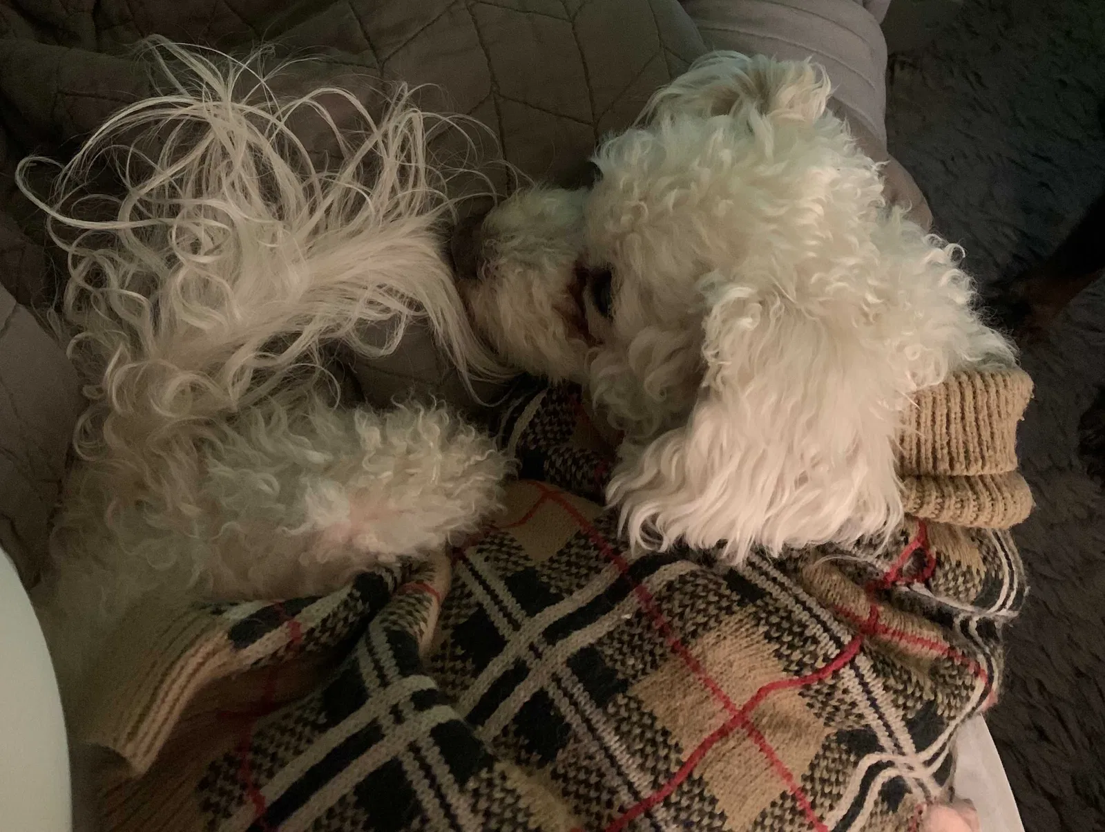 Lost dog in Madison, WI, 53704