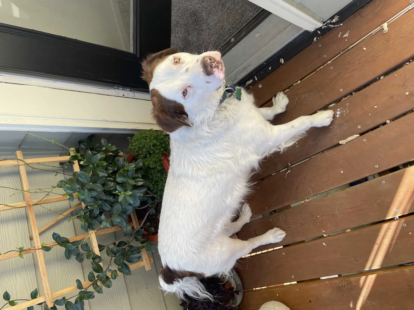 Lost dog in Portland, OR, 97210