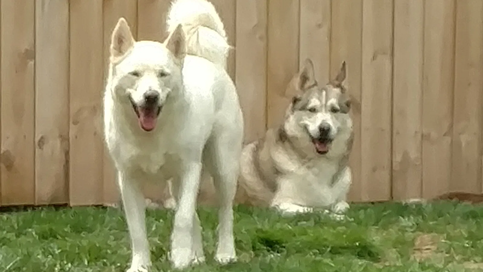 Lost dog in Louisville, KY, 40291