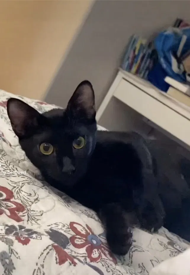 Lost cat in Houston, TX, 77042