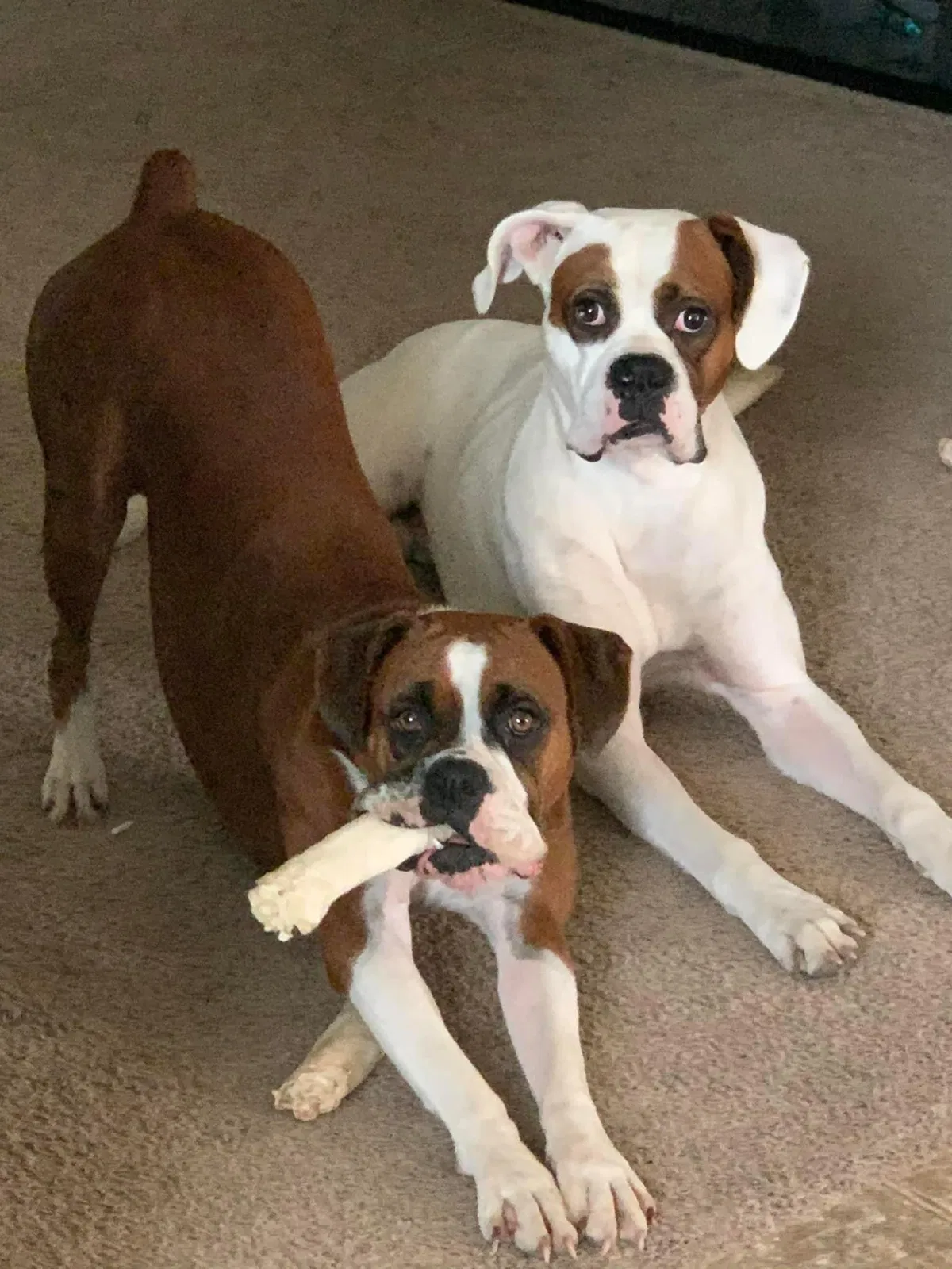 Lost dog in Hutto, TX, 78634