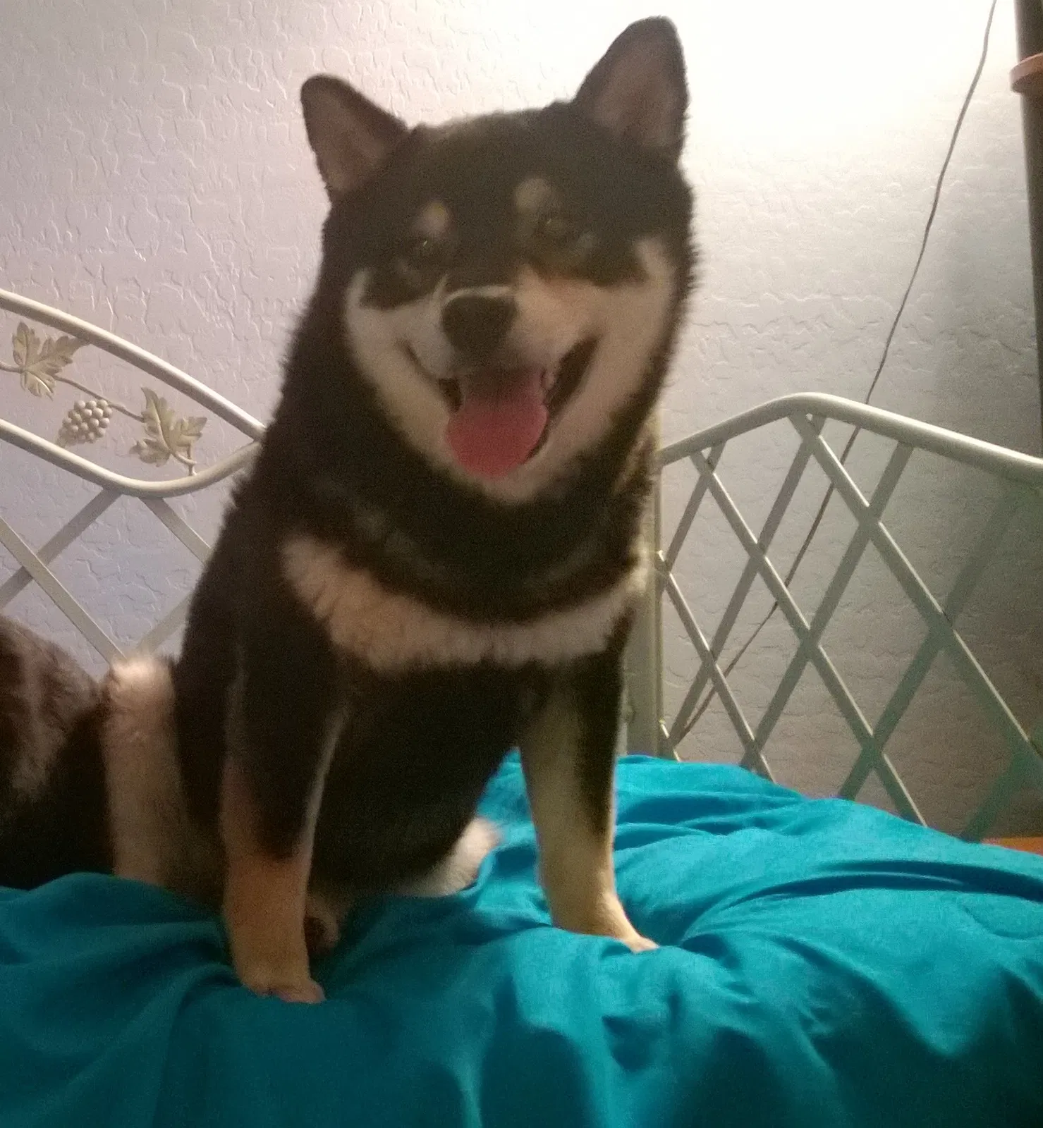 Lost dog in Phoenix, AZ, 85016