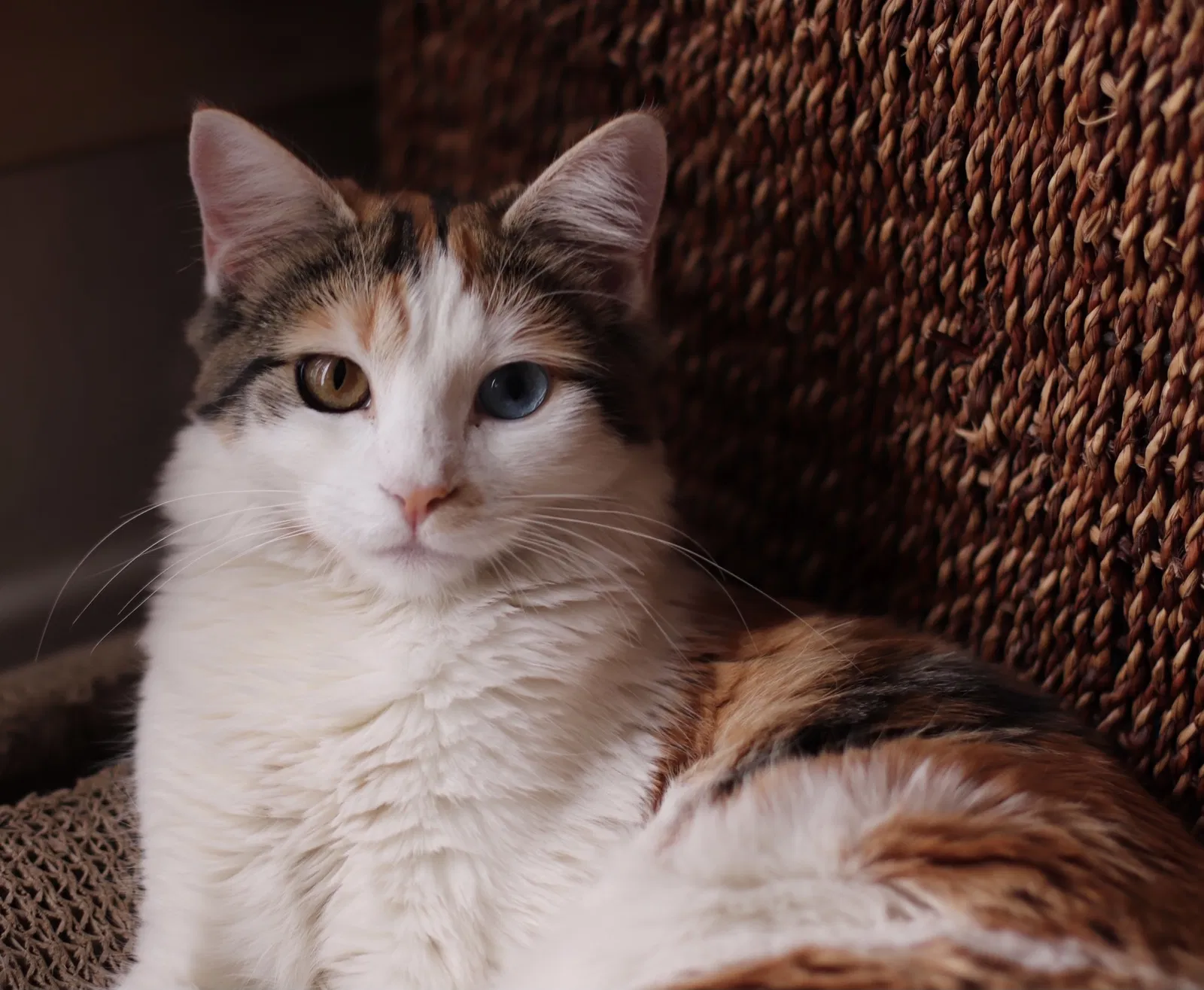 Lost cat in San Diego, CA, 92127
