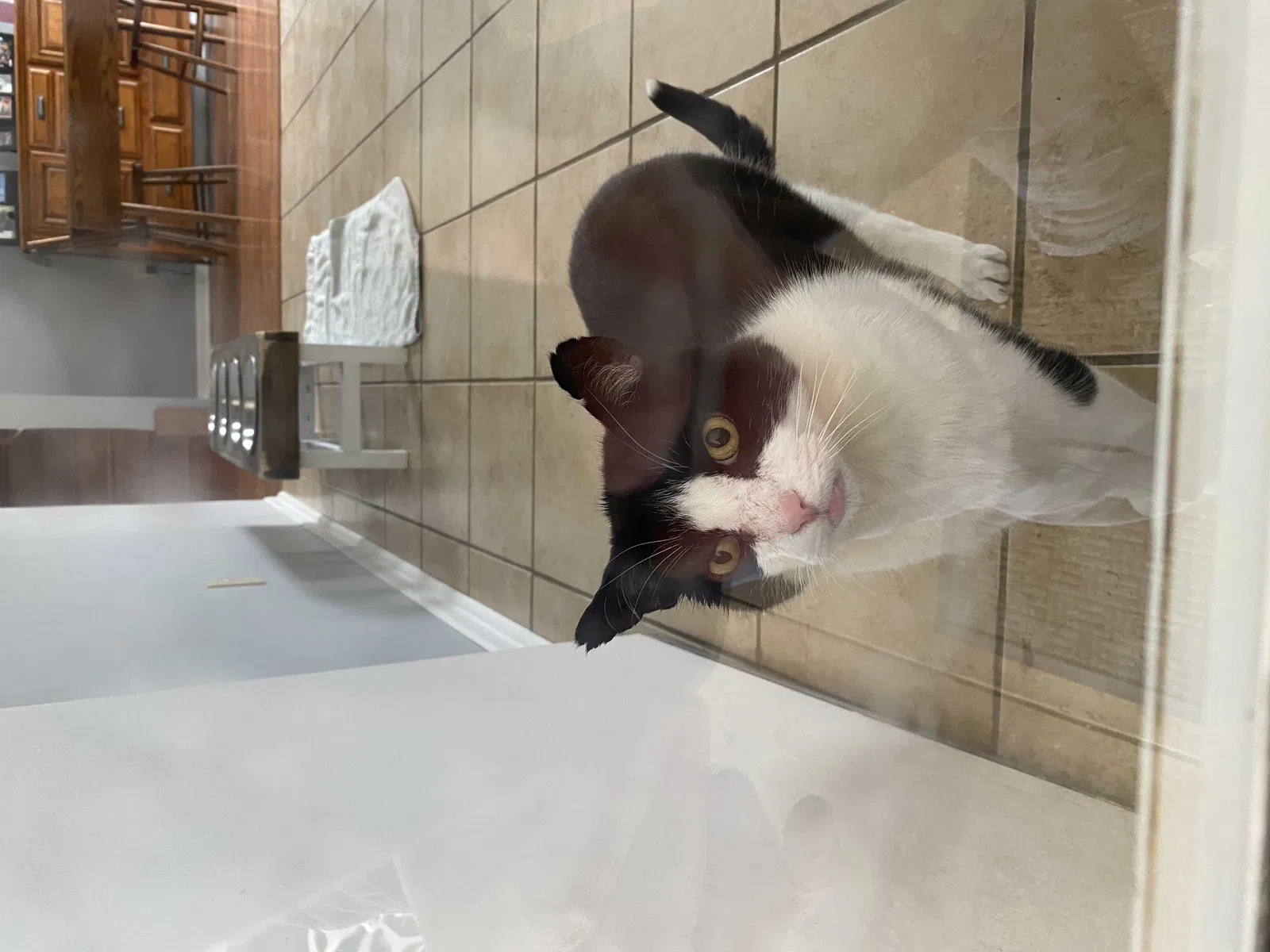Lost cat in Seville, OH, 44273