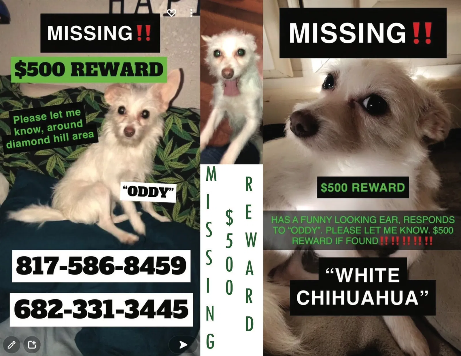 Lost dog in Fort Worth, TX, 76106