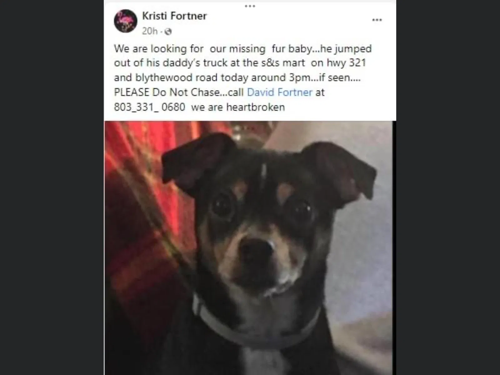 Lost dog in Columbia, SC, 29203