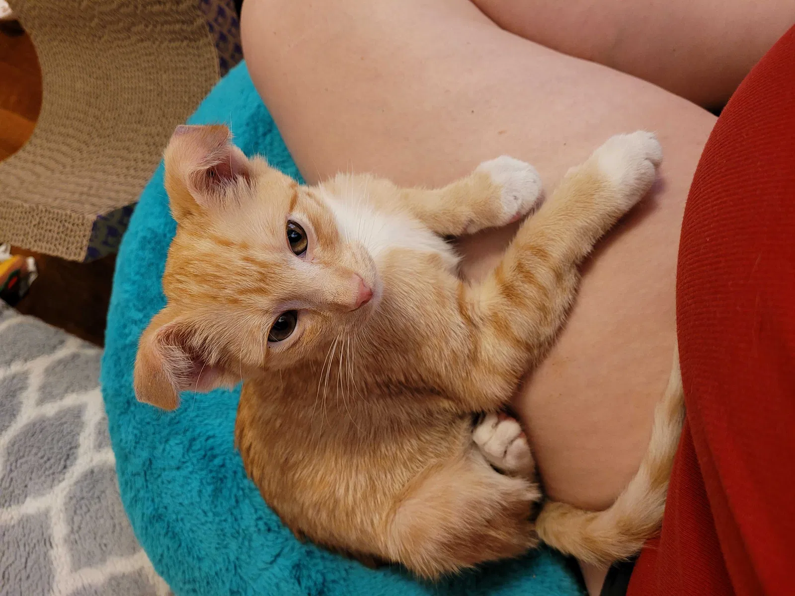 Lost cat in Duncan, OK, 73533
