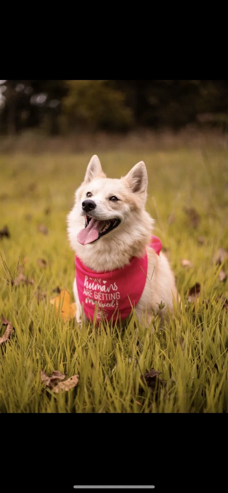 Lost dog in English, IN, 47118